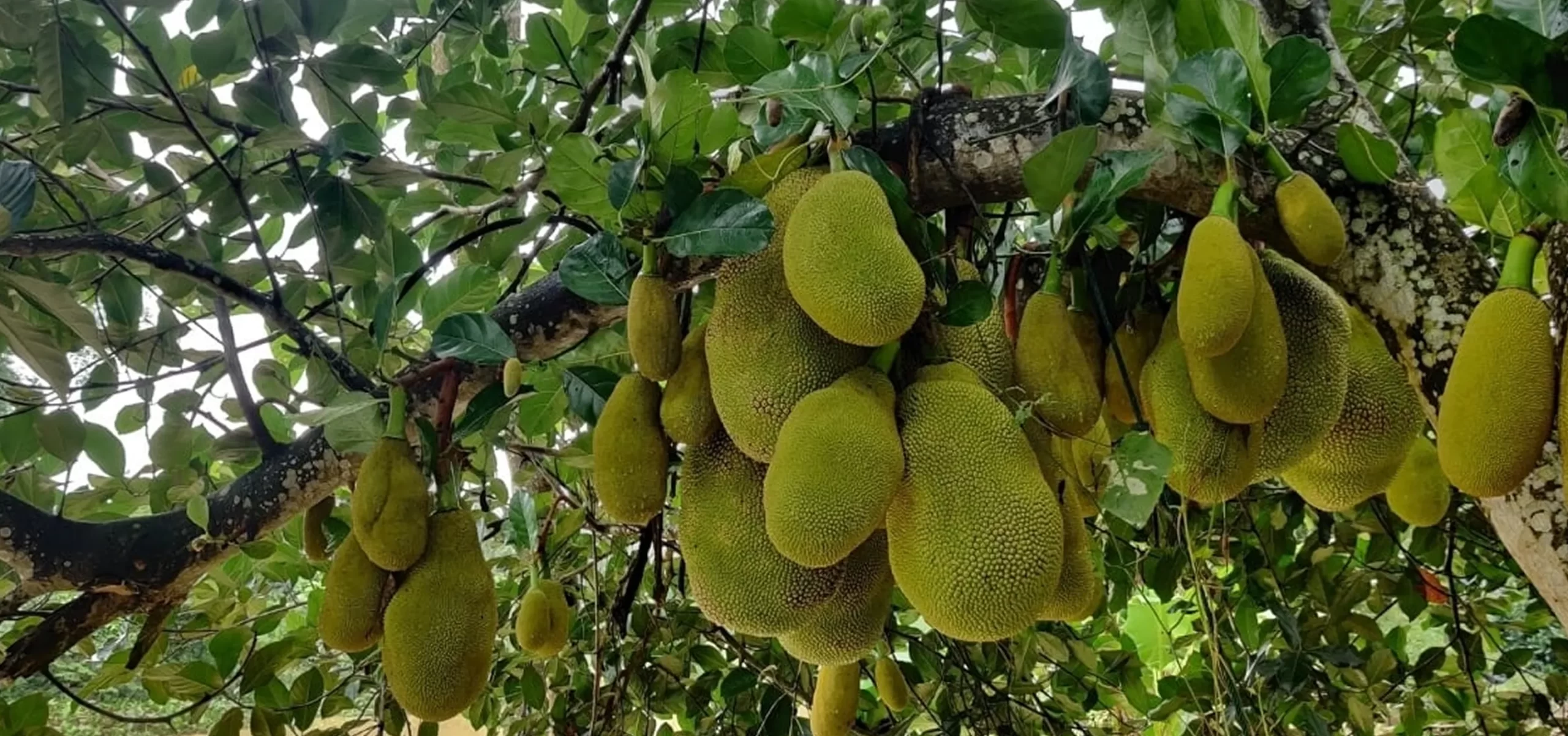 Rootzz Jackfruit
